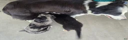 Border Collie dogs for sale: Rusty - Ad 9