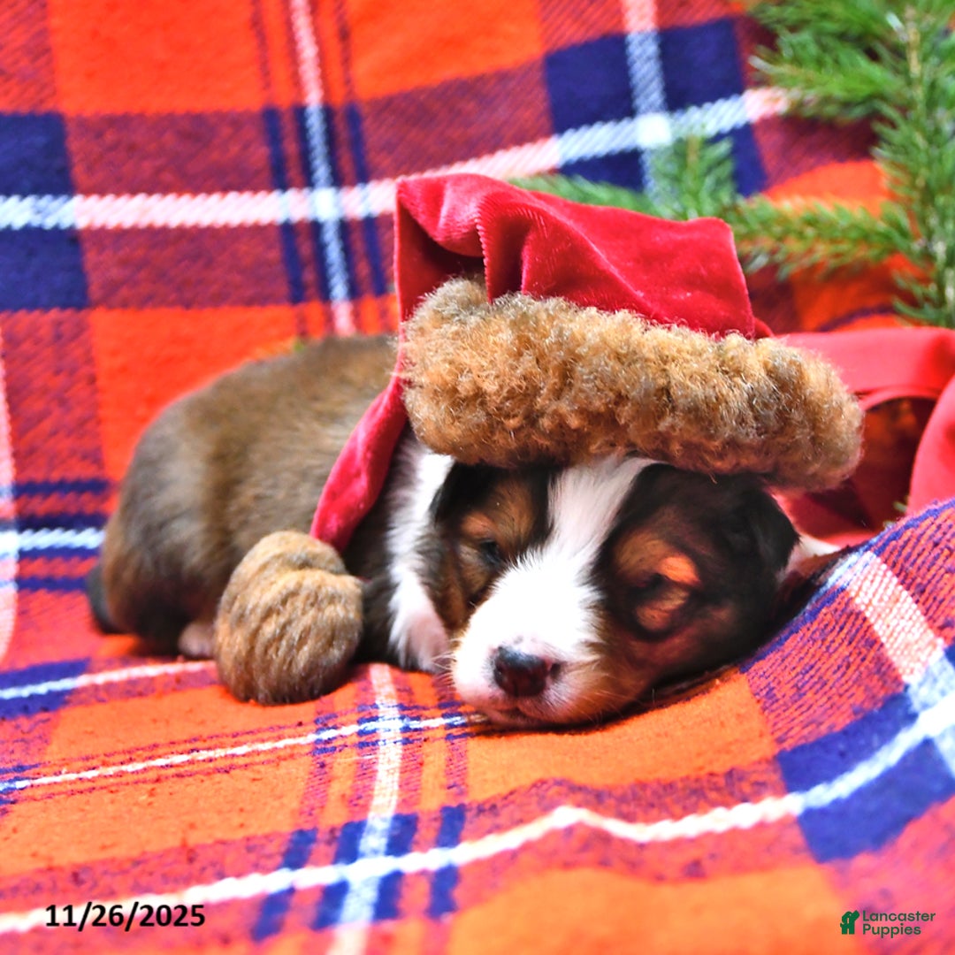 Shetland Sheepdog dogs for sale: Candy Cane - Ad 7