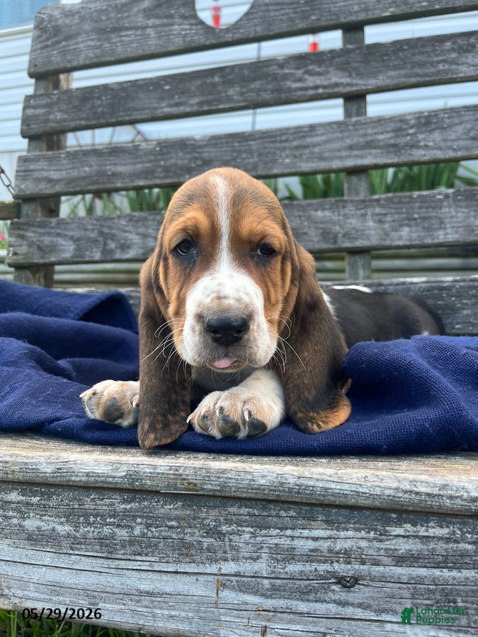 Basset Hound dogs Jack - Ad 1