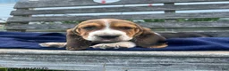 Basset Hound dogs for sale: Jack - Ad 1