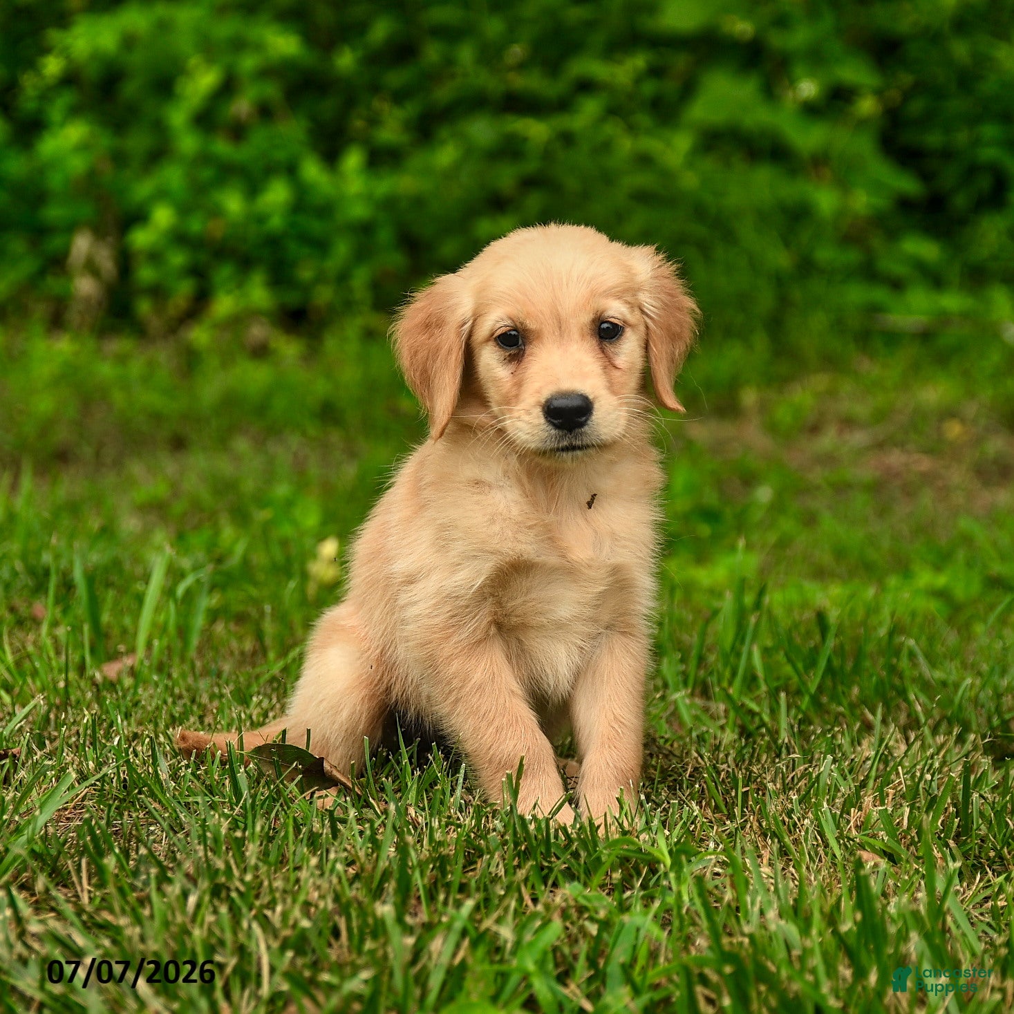 Golden Retriever dogs Millie - Ad 2
