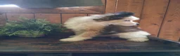 Chinese Crested dogs for sale: Chinese Crested 1 - Ad 7