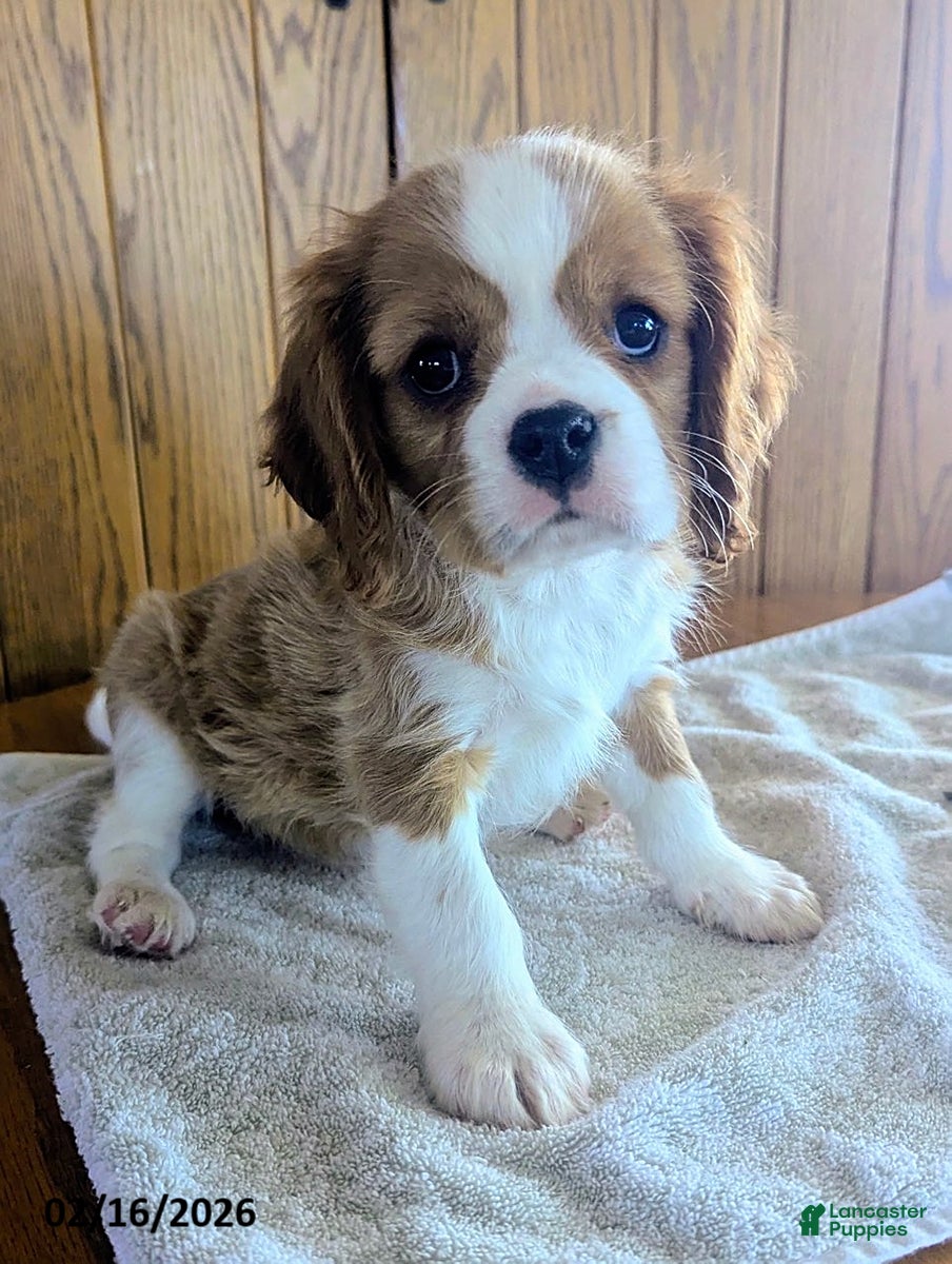 Cavalier King Charles Spaniel dogs Anise - Ad 1