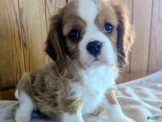 Cavalier King Charles Spaniel dogs for sale: Anise - Ad 2