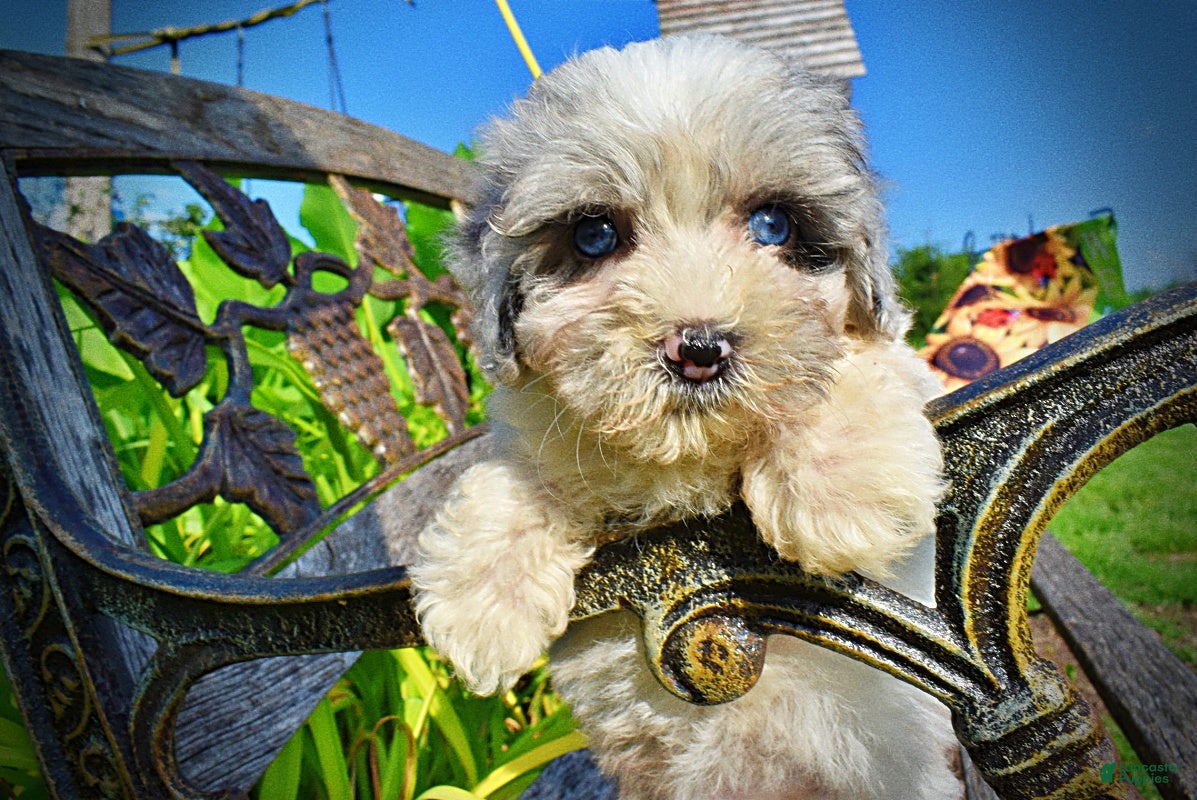 Havapoo dogs Sugar-SUMMER SALE!! $100 off listed price-this week only!  - Ad 1