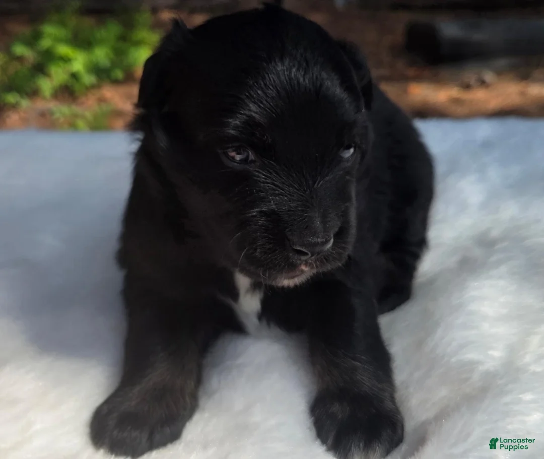 Australian Shepherd dogs for sale: Talia - Ad 2