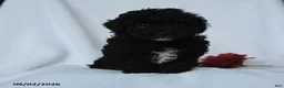 Toy Poodle dogs for sale: Harper - Ad 5