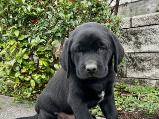 Labrador Retriever dogs - Ad 31