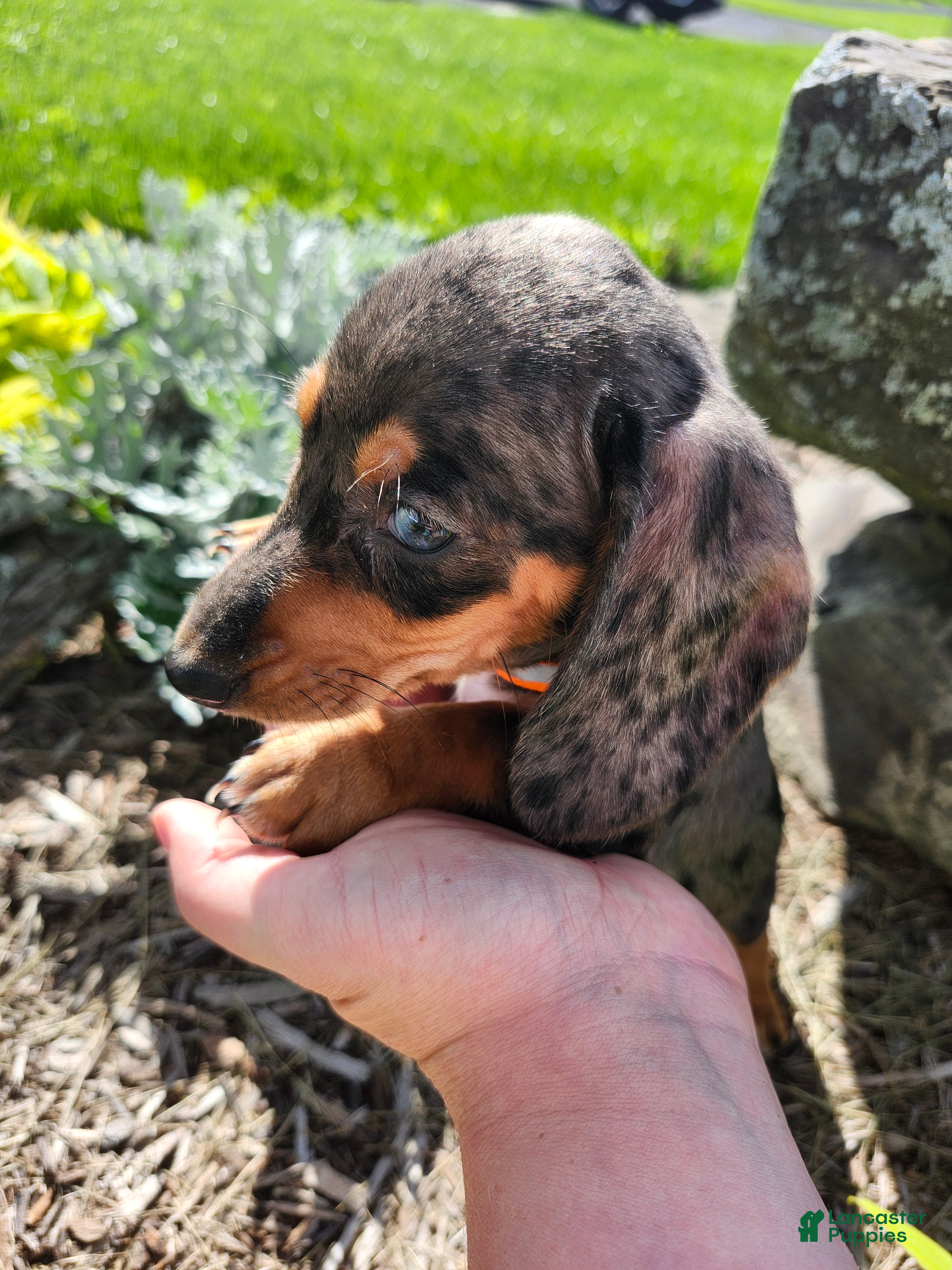 Miniature Dachshund dogs Remy  - Ad 1