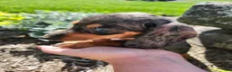 Miniature Dachshund dogs for sale: Remy  - Ad 1