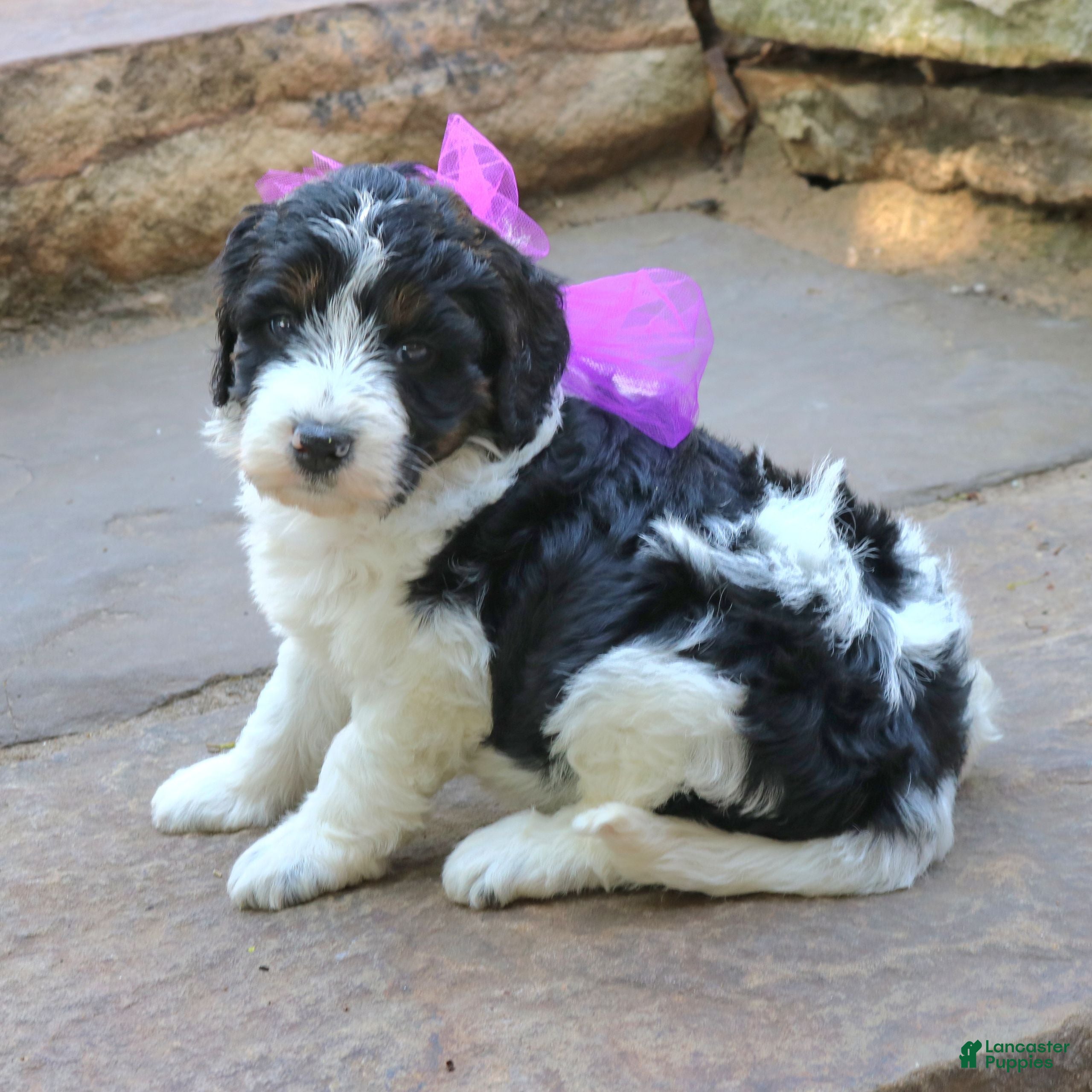Mini Bernedoodle dogs Gemma  - Ad 2