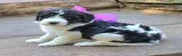Mini Bernedoodle dogs for sale: Gemma  - Ad 3
