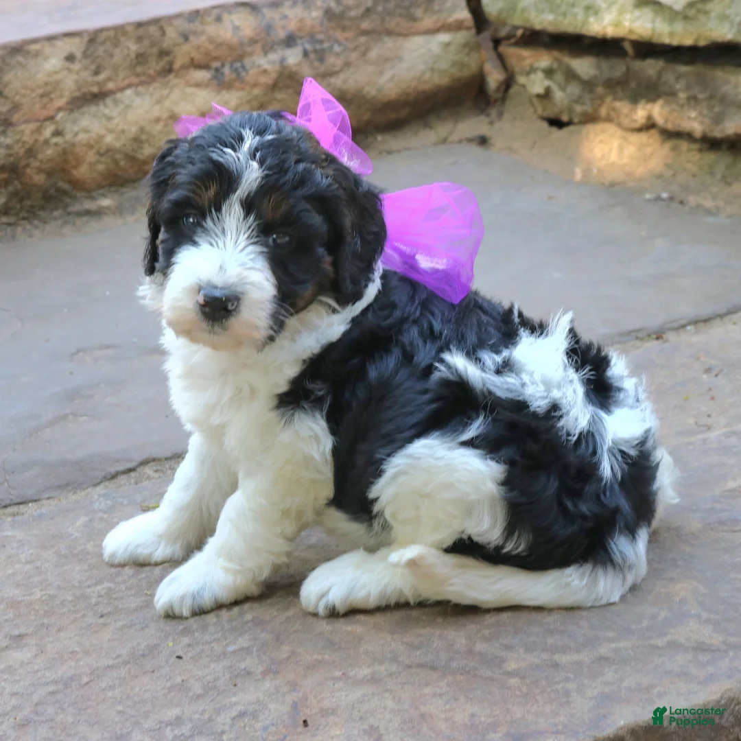 Mini Bernedoodle dogs for sale: Gemma  - Ad 2