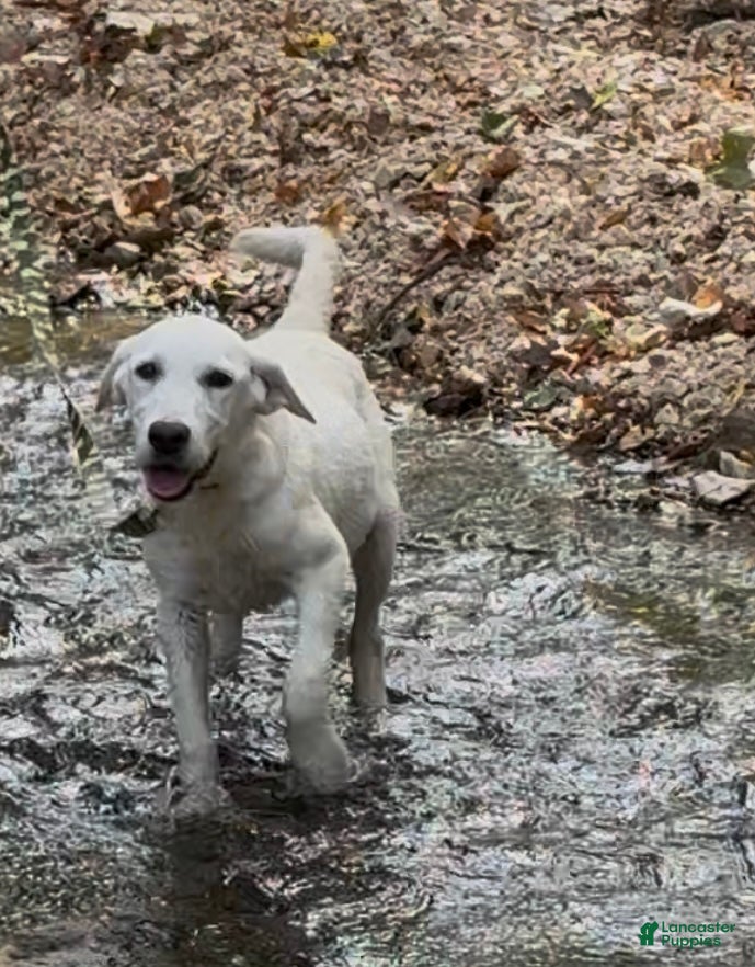 Labrador Retriever dogs for sale: Labrador Retriever Chester - Ad 4