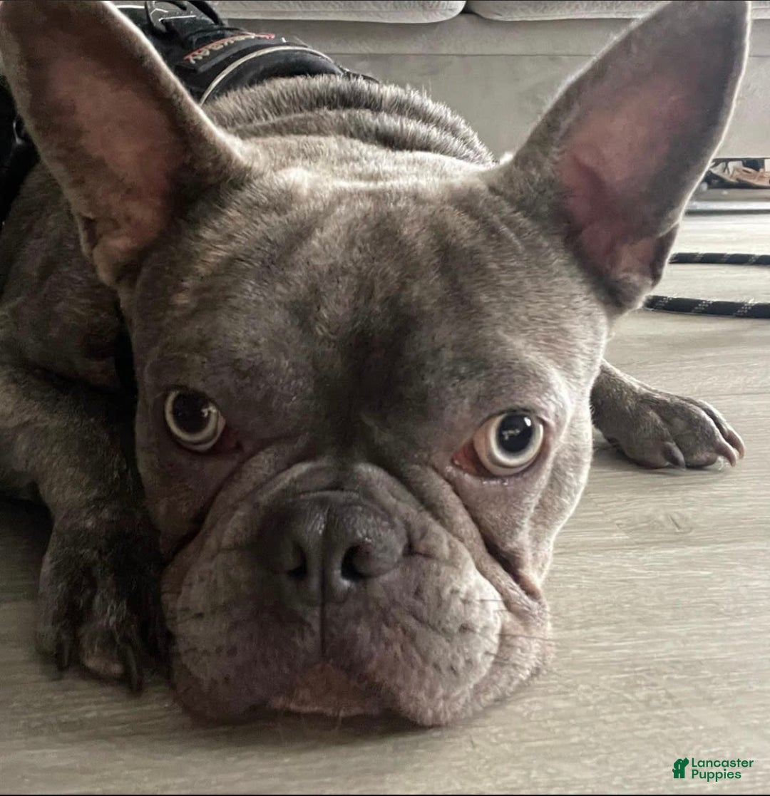 Gallery Image {{count}}