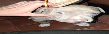 (Gizzy) Gizmo 
