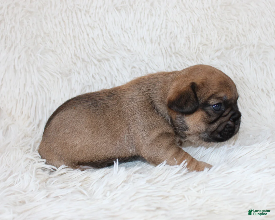 French Bulldog dogs for sale: Letty - Ad 2