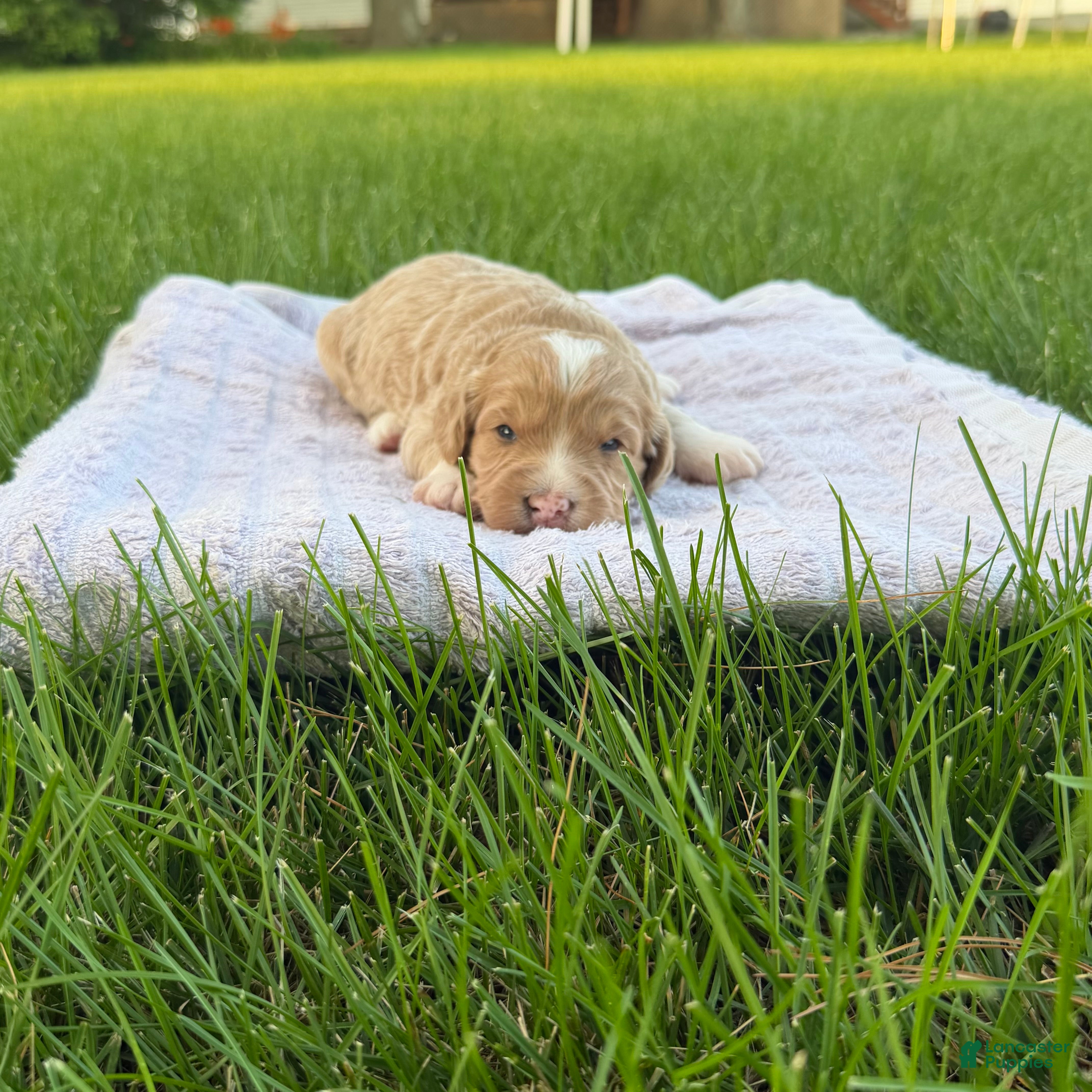 Mini Goldendoodle dogs Angel Mini Goldendoodle  - Ad 2