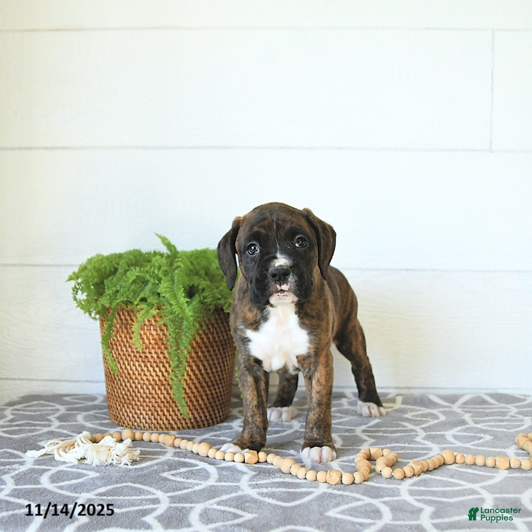 Boxer dogs for sale: Rudolph - Ad 9