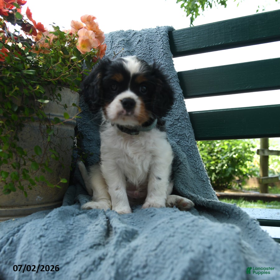 Cavalier King Charles Spaniel dogs Frisky - Ad 1