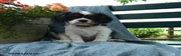 Cavalier King Charles Spaniel dogs for sale: Frisky - Ad 1