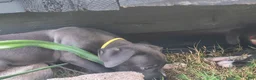 American Pit Bull Terrier dogs for sale: Luna - Ad 10
