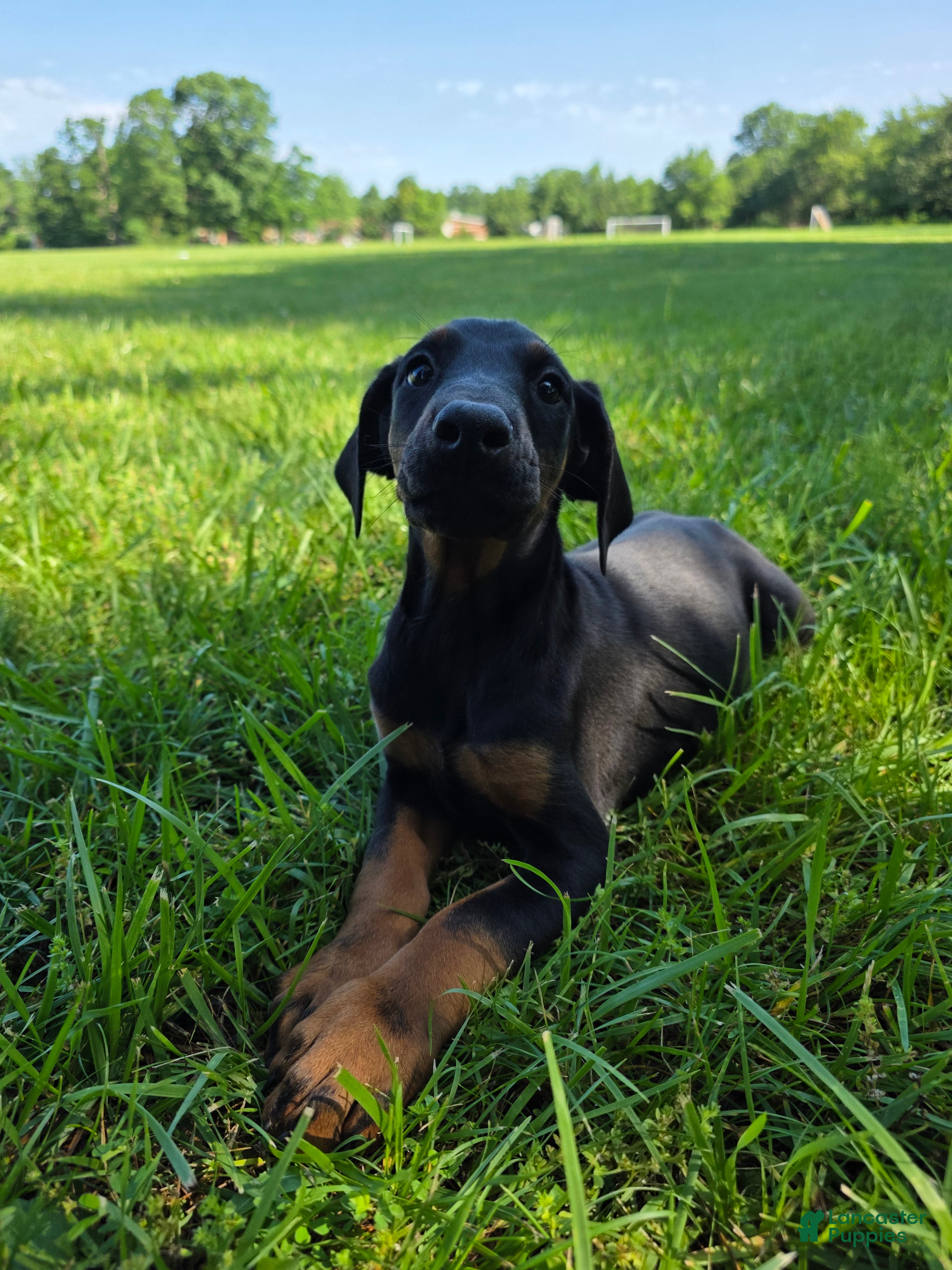 Doberman Pinscher dogs Doberman Pinscher Puppy 1 - Ad 1