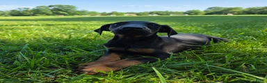 Doberman Pinscher Puppy 1