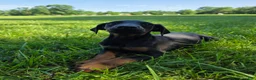 Doberman Pinscher dogs for sale: Doberman Pinscher Puppy 1 - Ad 1