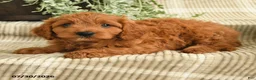 Cavapoo dogs for sale: Parker - Ad 3