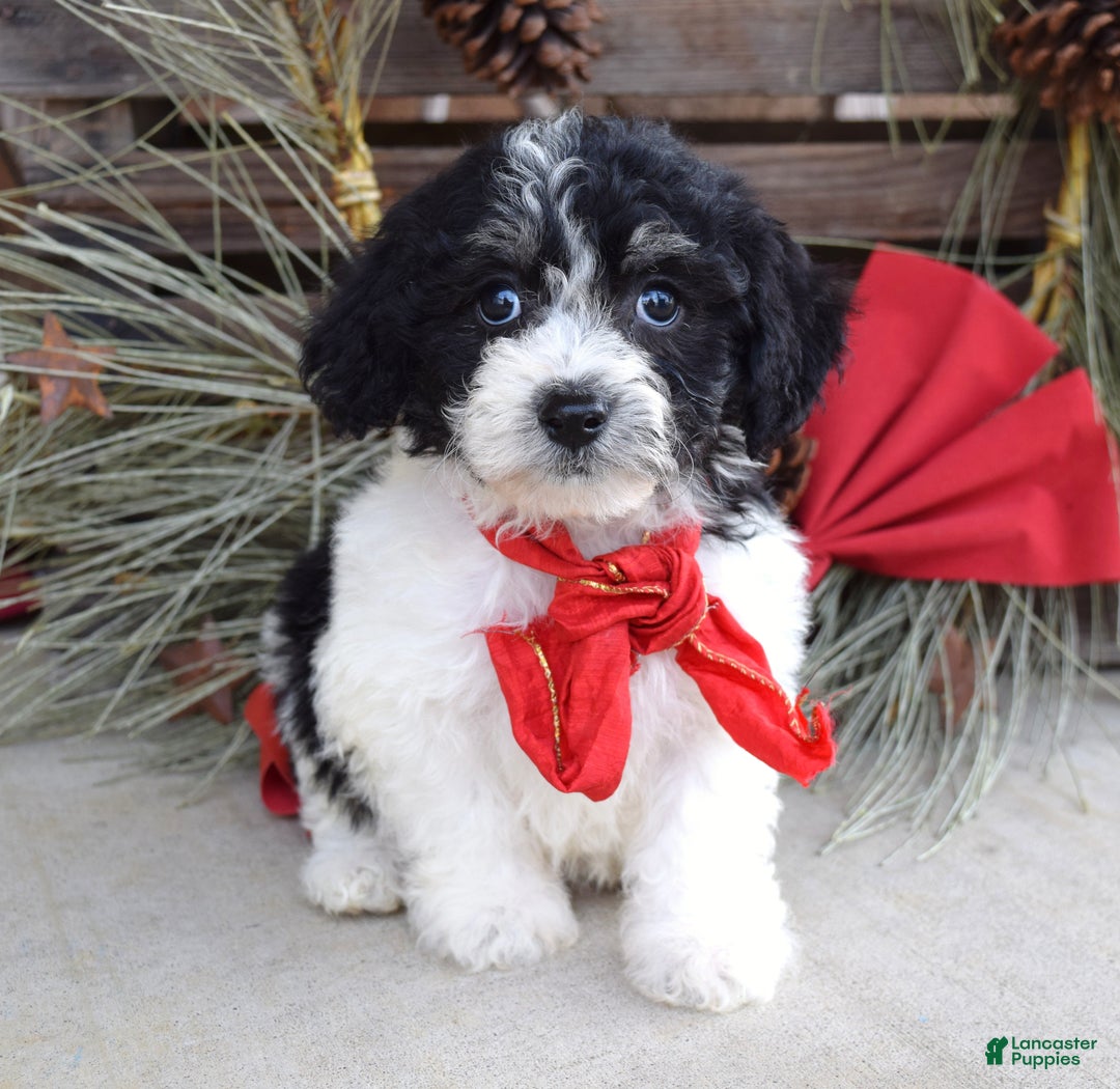 Bichpoo dogs for sale: Baxter - Ad 5