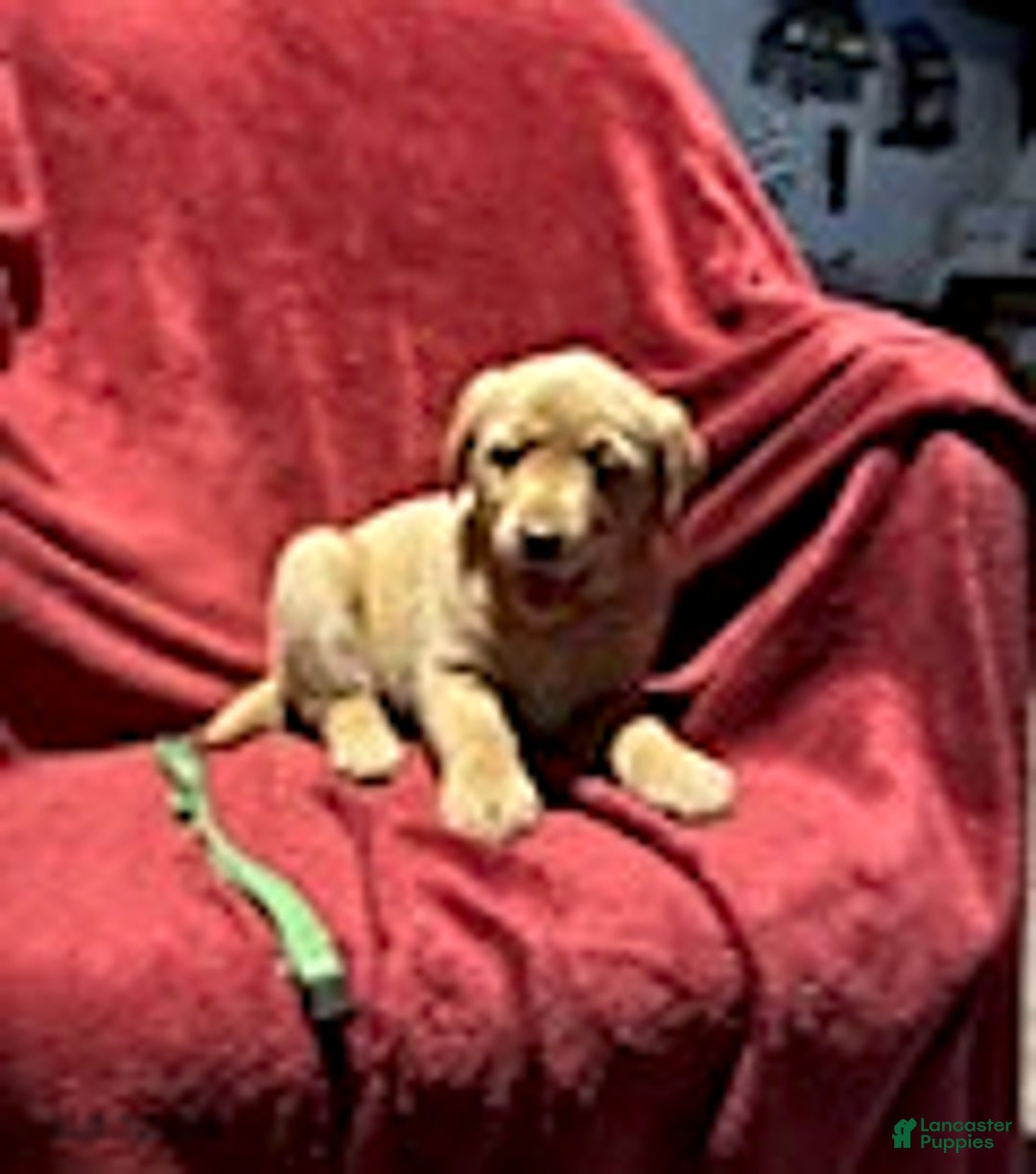 Goldador dogs for sale: April - Ad 1