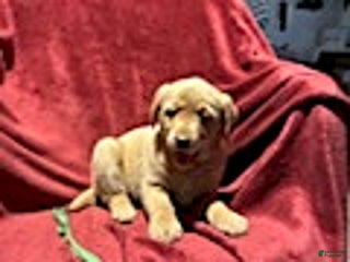 Goldador dogs for sale: April - Ad 1