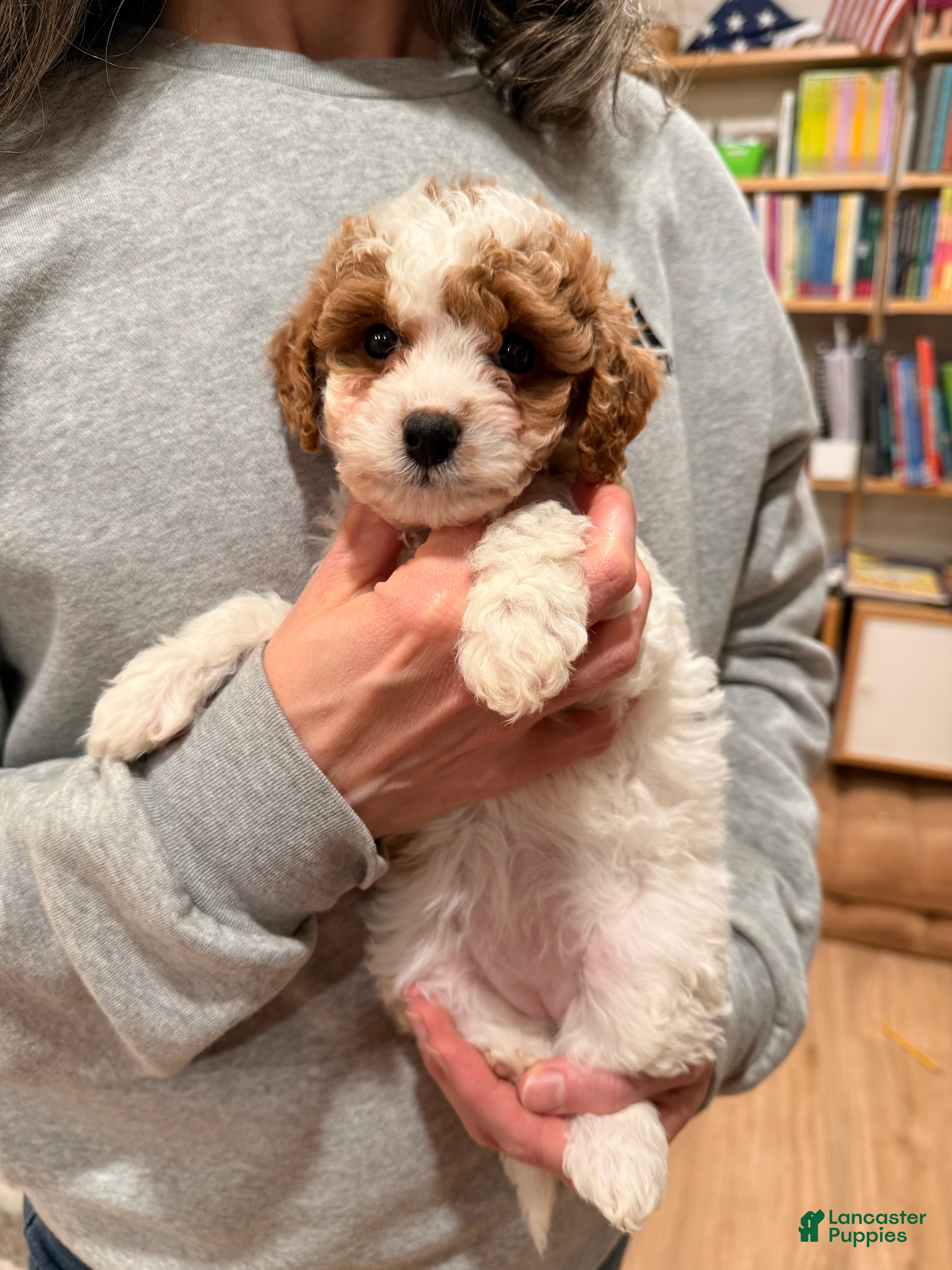 Cavapoo dogs Sugar - Ad 1