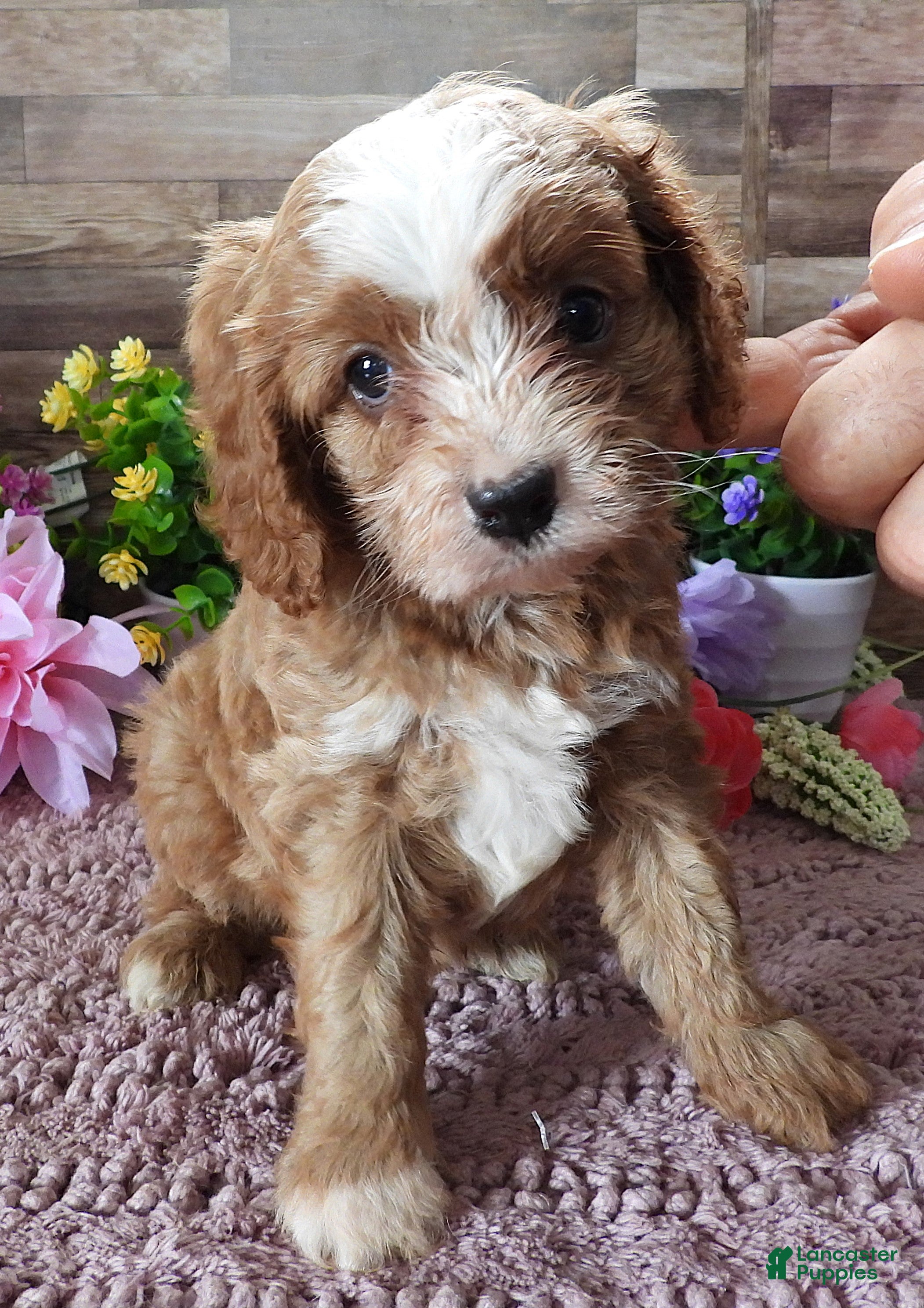 Cavapoo dogs #1 Male (Linda's) - Ad 11
