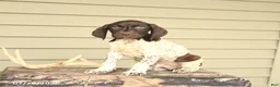 German Shorthaired Pointer dogs for sale: Drake - Ad 4