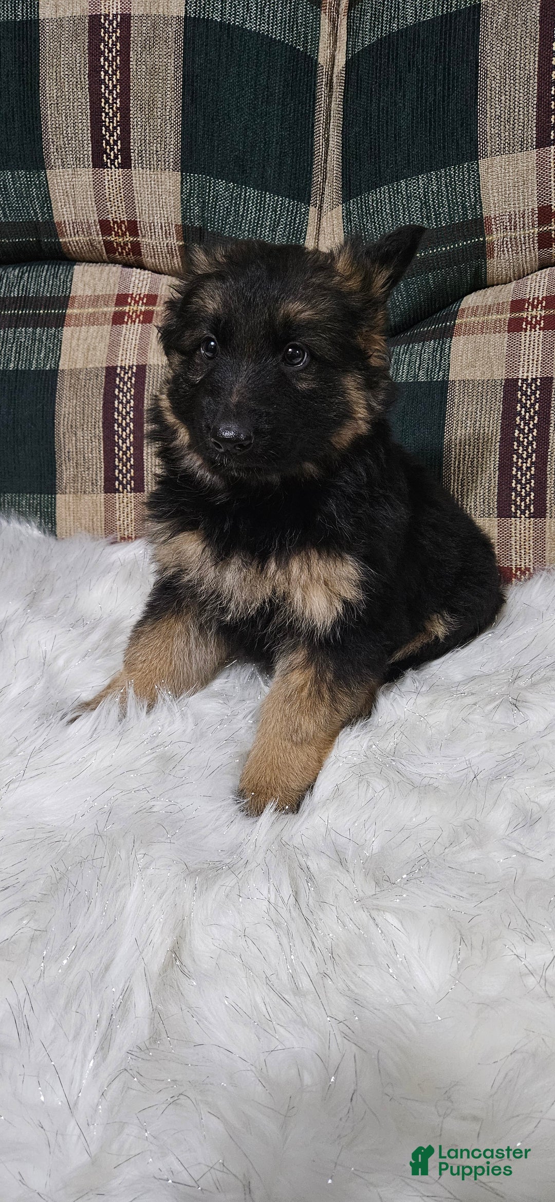 German Shepherd dogs for sale: Lainey - Ad 7