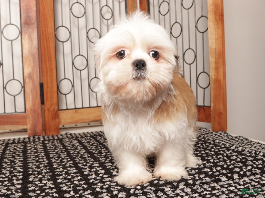 Shih Tzu dogs Cookie - Ad 1