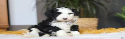 Sheepadoodle dogs for sale: Cotton Tail - Ad 5