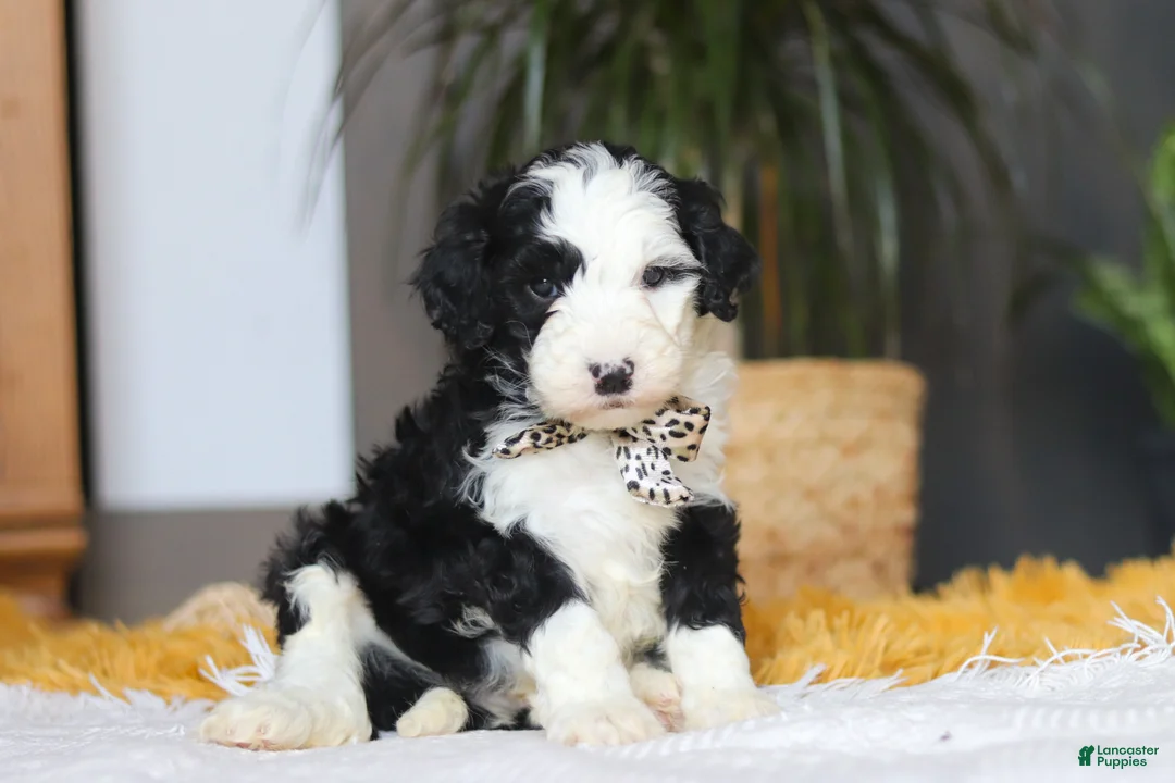 Sheepadoodle dogs for sale: Cotton Tail - Ad 5
