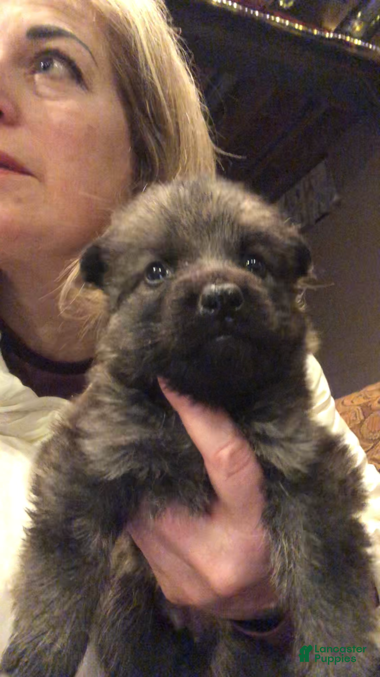 German Shepherd dogs German Shepherd Puppy 1 - Ad 23