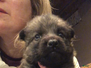 German Shepherd dogs German Shepherd Puppy 1 - Ad 6