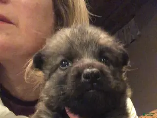 German Shepherd dogs German Shepherd Puppy 1 - Ad 8