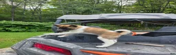 Akita dogs for sale: Akita 3 - Ad 2