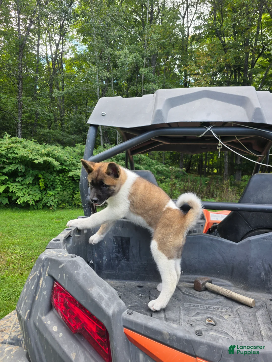 Akita dogs for sale: Akita 3 - Ad 2