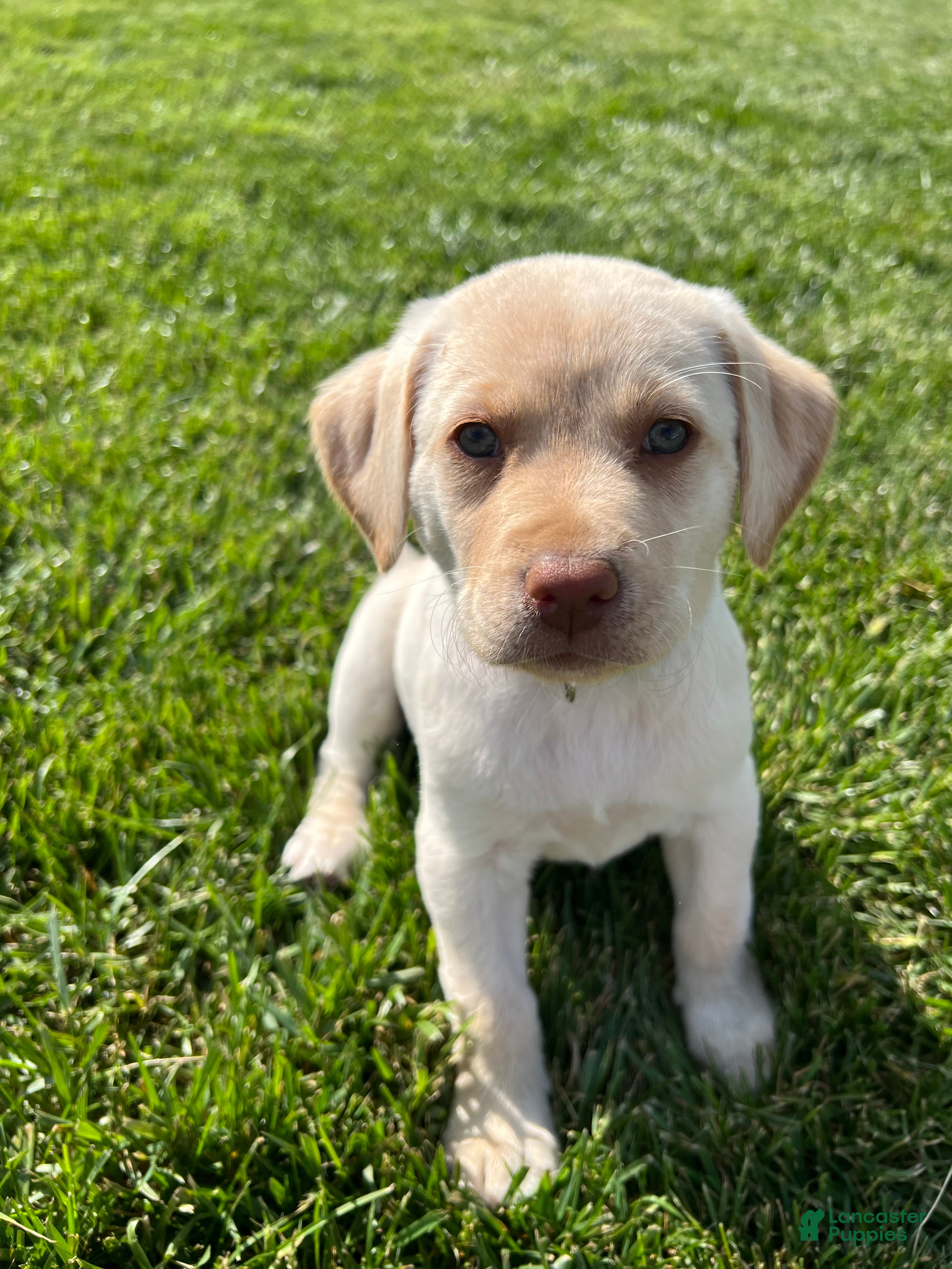 Labrador Retriever dogs Poppy (Lime Green Collar) - Ad 2