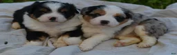 Aussiedoodle dogs for sale: Steak - Ad 17