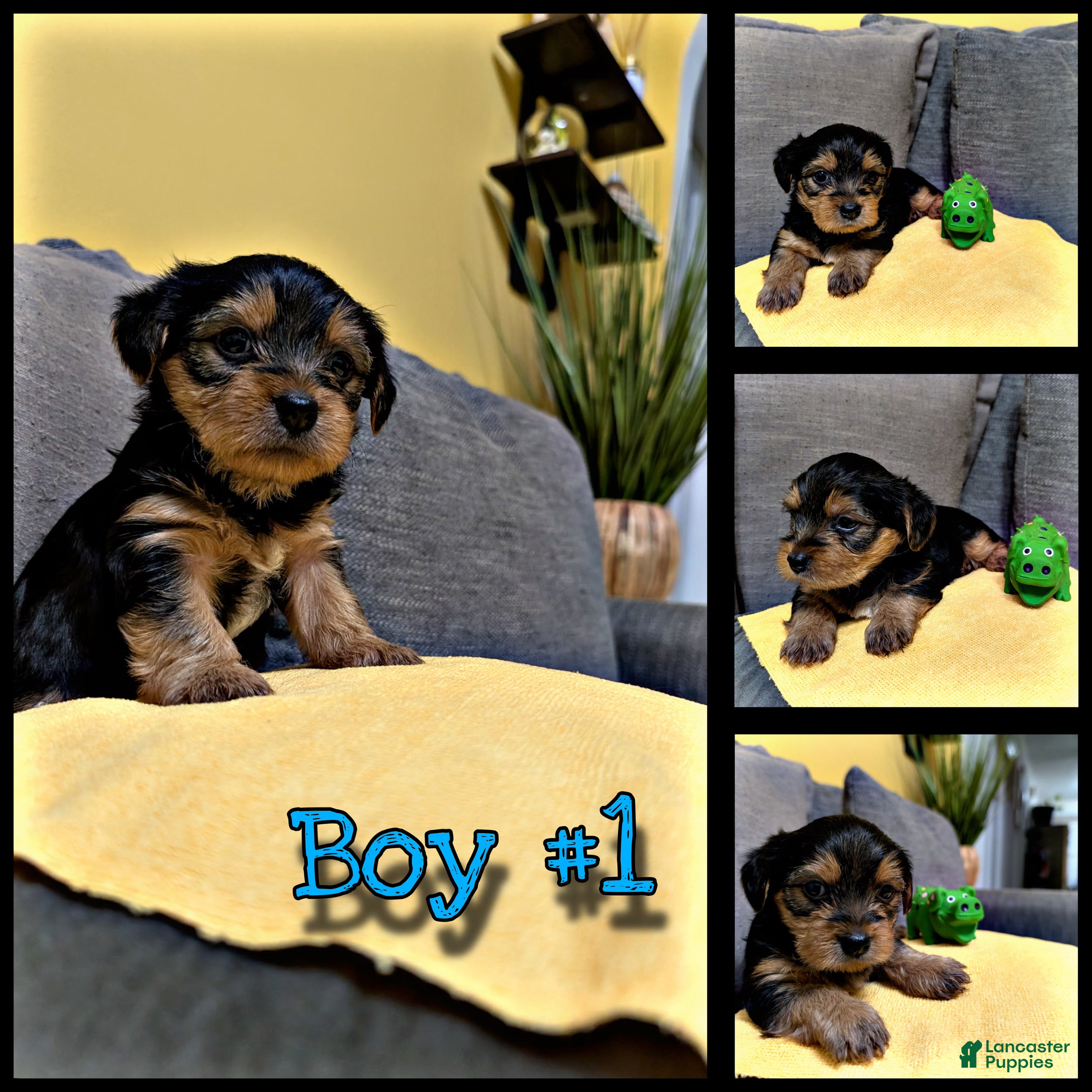 Yorkshire Terrier dogs Yorkshire Terrier Puppy #1 - Ad 16
