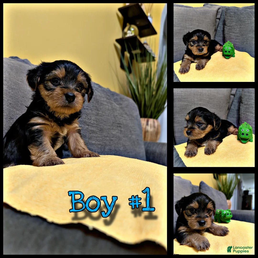 Yorkshire Terrier dogs for sale: Yorkshire Terrier Puppy #1 - Ad 1