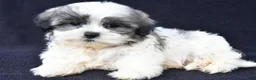 Malshi dogs for sale: Jet - Ad 1